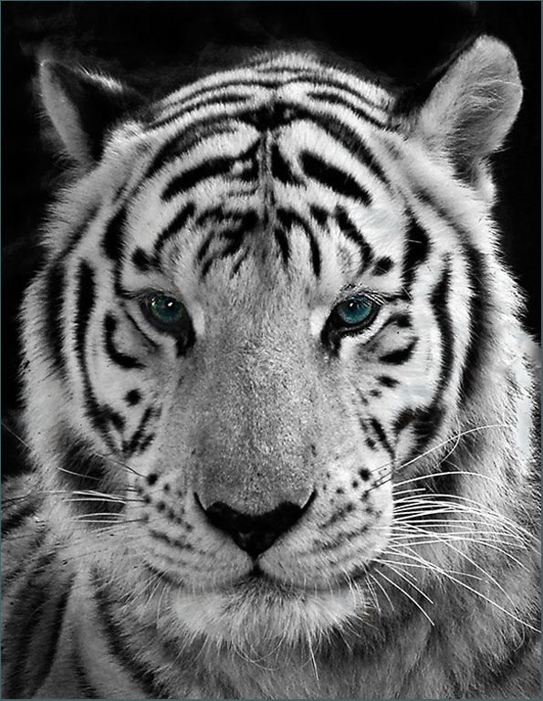 White Tiger
